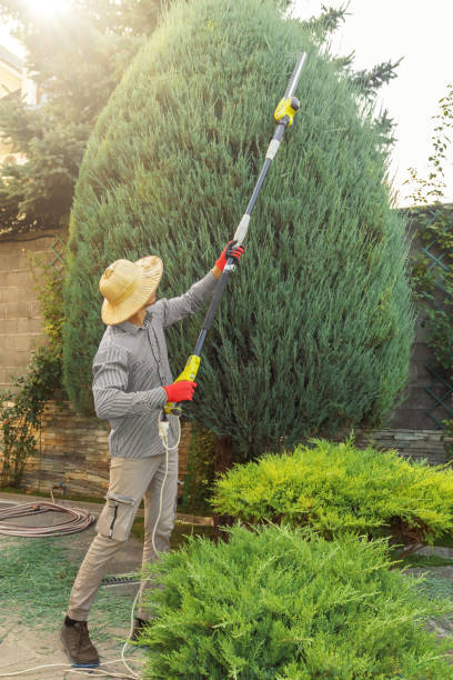 Best Tree Cutting Near Me  in South El Monte, CA